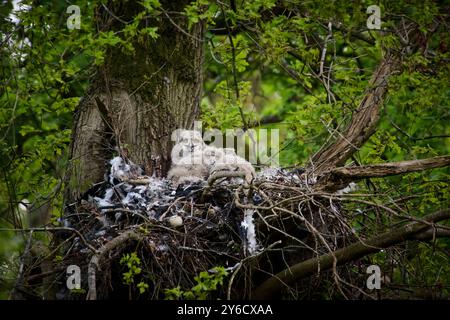 European Eagle Owl (Bubo bubo). Owlets in nest in a tree. Germany Stock Photo