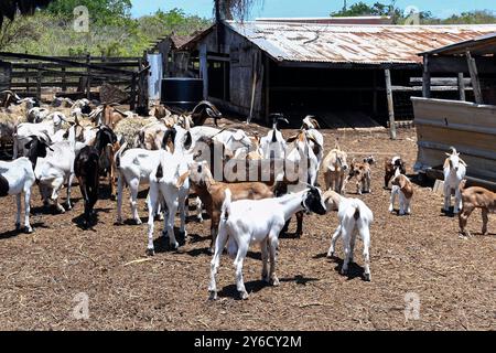 Herd of mixed breed meat goats on a farm in the Caribbean. Goats and goat meat are a traditional part of the culture and cuisine of many Caribbean isl Stock Photo