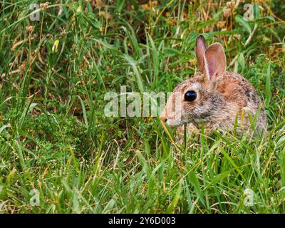 Wild rabbit sitting in a patch of green grass free space left side Stock Photo
