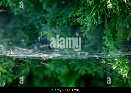 Spider and spiderweb: Spiders survival and living on their own web. cobwebs on fur Stock Photo
