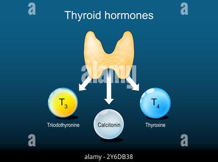 Thyroid hormones. Thyroxine or T4, Triiodothyronine or T3, and Calcitonin. Close-up of a Thyroid gland. Human Endocrine system. Isometric flat illustr Stock Vector