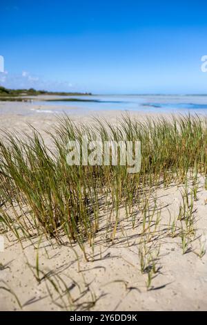Sand Dune Flora at Langebaan Lagoon—Resilient Grasses in a Coastal Embrace Stock Photo