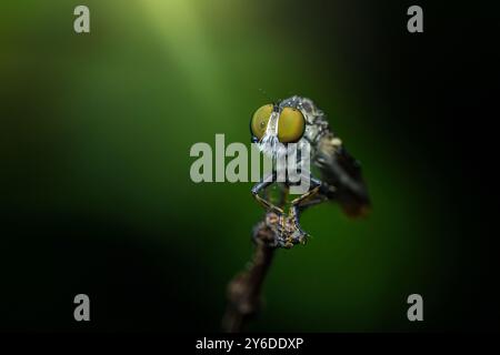 Robber fly covered in morning dew rests on a small branch with a natural green background. Stock Photo