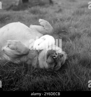 CALIFORNIAN RABBIT WITH A DOG   ;  27 MAY 1963 Stock Photo