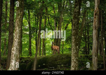 A deer stands in a dense green forest in Canada. High quality photo Stock Photo