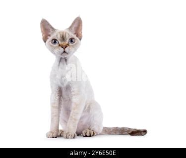 Adorable Devon Rex cat kitten, sitting up side ways. Looking straight to camera with blue eyes. Isolated on a white background. Stock Photo