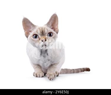 Adorable Devon Rex cat kitten, laying on edge ready to jump. Looking straight to camera with blue eyes. Isolated on a white background. Stock Photo