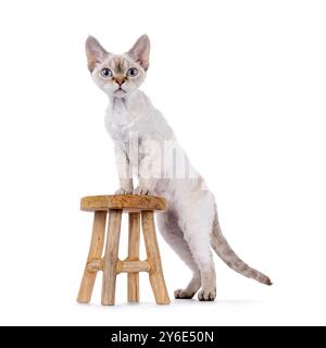 Adorable Devon Rex cat kitten, standing side ways with front paws on little wooden stool. Looking straight to camera with blue eyes. Isolated on a whi Stock Photo