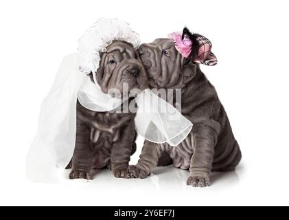 Two sharpei puppies dressed in wedding attire, on white background Stock Photo