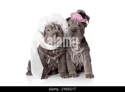 Two sharpei puppies dressed in wedding attire, on white background Stock Photo