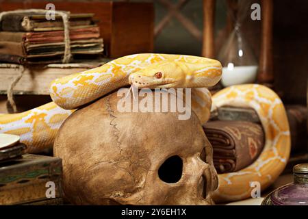 Lavender Tiger Albino python on a human skull closeup Stock Photo