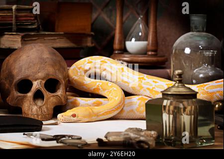 Lavender Tiger Albino python with a human skull Stock Photo