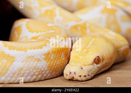 Portrait of Lavender Tiger Albino python closeup Stock Photo