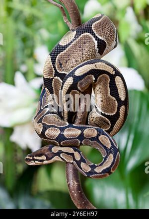 Royal Python snake creeping on a wooden branch Stock Photo