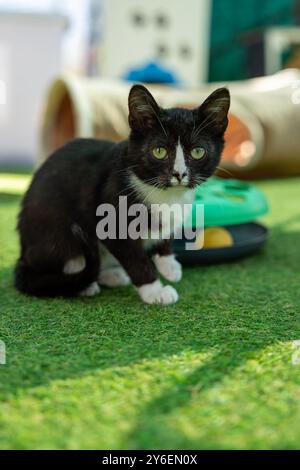 Shy Beauty—Black Kitten with Gentle White Markings at L.A.C. Langebaan Animal Care Stock Photo