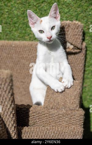 White Kitten on a Scratching Post—Bright Eyes, Soft Fur, and New Beginnings at L.A.C. Langebaan Animal Care Stock Photo