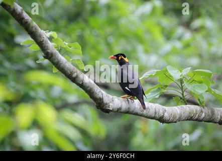 photo of wild common hill myna bird. this photo was taken from Bangladesh. Stock Photo