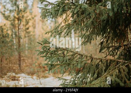 Abstract nature background with fir tree branches in the forest at autumn Stock Photo
