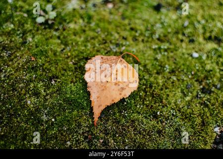 Fallen birch leaf on the moss at autumn Stock Photo