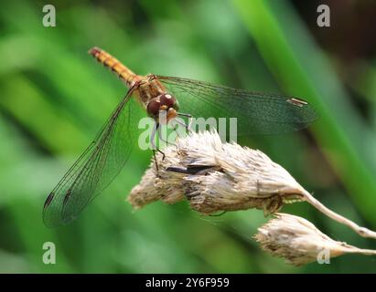 A Common Darter Dragonfly at Combe Hill Nature Reserve Gloucestershire UK Stock Photo