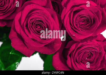 Pink roses with water drops. Macro photo, blooming flowers, festive concept for Mother's Day or Valentine's Day. Greeting card, Easter flat lay, best Stock Photo