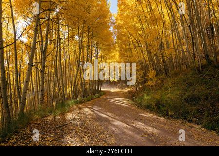 Dirt road through a forest of autumn Aspen trees in Colorado Stock Photo