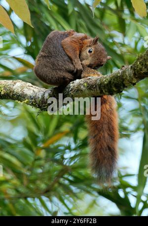 Squirrel Rouge Red-tailed squirrel, Rotschwanzhörnchen, écureuil à queue rouge ...