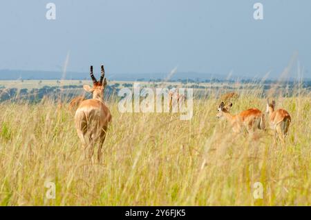 Jackson's Hartebeest in Murchison Falls National Park Uganda Stock Photo