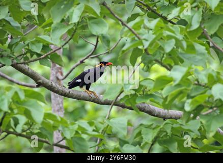 photo of wild common hill myna bird. this photo was taken from Bangladesh. Stock Photo