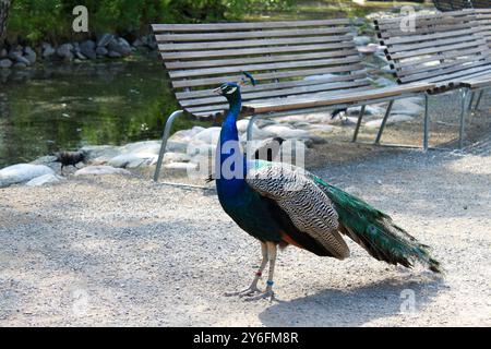 Peafowl is walking in the city park Stock Photo