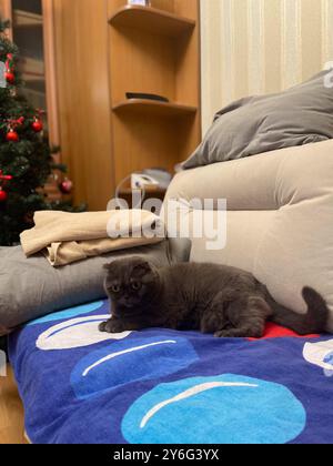 Lazy fat Grey cat Scottish fold on sofa at home, relaxed pet Stock Photo