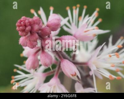 Close up image of tiny white flower 'Tiarella Spring Symphony' aka 'Foam Flower' Stock Photo