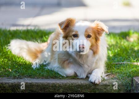 A border collie dog lies on the lawn. Stock Photo