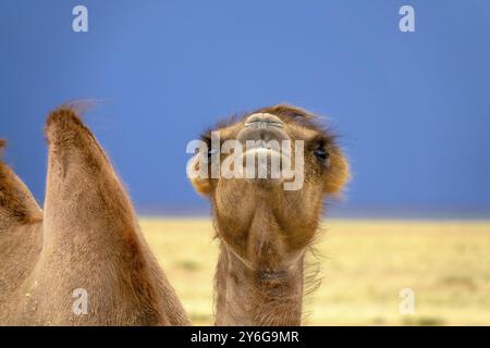 Bactrian camel portrait in steppe under storm sky, Mongolia, Asia Stock Photo