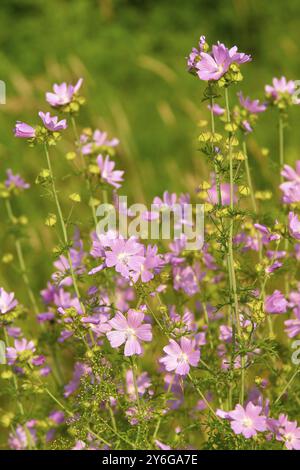 Musk mallow (Malva moschata), in a sunny meadow in summer, Spessart, Bavaria, Germany, Europe Stock Photo