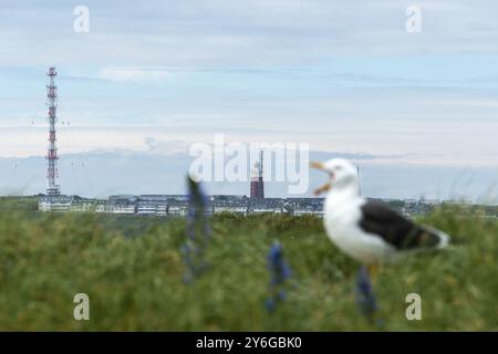 View from the dune to the upper land of the offshore island of Heligoland, lighthouse, screeching seagull (Larinae) in the dune grass, North Sea, Pinn Stock Photo