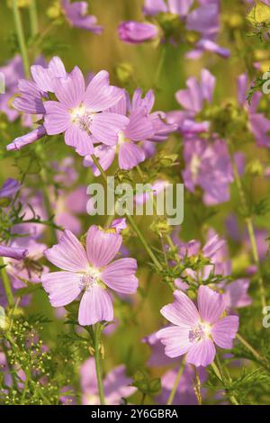 Musk mallow (Malva moschata), in a sunny meadow in summer, Spessart, Bavaria, Germany, Europe Stock Photo