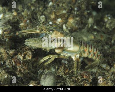 A crayfish (Faxonius limosus), American crayfish, invasive species, on mussels, quagga mussel (Dreissena rostriformis bugensis), invasive species. Div Stock Photo