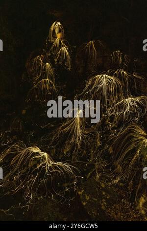 Abstract background with mystical glowing threads in dark Stock Photo