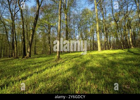 Landscape in spring forest. Trees with shadows and sunshine, green wood Stock Photo
