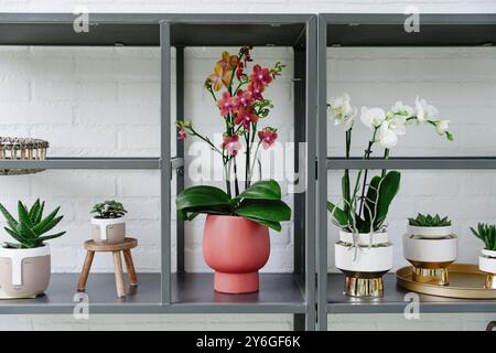 Succulents and orchids in decorative golden pots on grey metal shelving against a white brick wall, minimal interior with plants Stock Photo