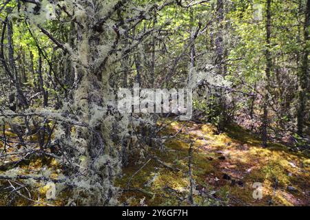 Usnea filamentous (Usnea filipendula) on tree branches in Altai taiga Stock Photo