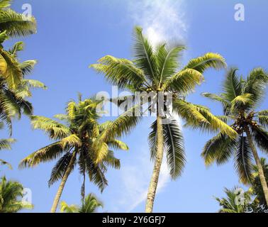 Branches of coconut palms under blue sky Stock Photo