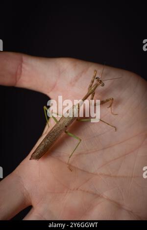 A praying mantis in the palm of someone's hand Stock Photo