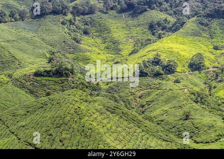 Green tea plantations of Cameron Highlands in Malaysia. Nature, travel and tourism Stock Photo