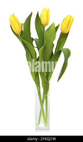 Bouquet of yellow tulips in glass vase isolated on white Stock Photo