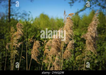 Waving dry reed against vivid green background during springtime. Beauty in nature Stock Photo