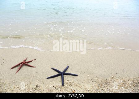 Two starfish, red and blue, lying on a sandy beach Stock Photo