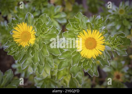 Close-up shot of Asteriscus sericeus, the Canary Island daisy, a species in the daisy family endemic to the Canary Islands. Beauty in nature Stock Photo