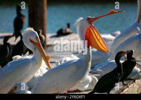 White Pelicans. on a freshwater lake resting during migration sitting on a dock with it's mouth open Stock Photo